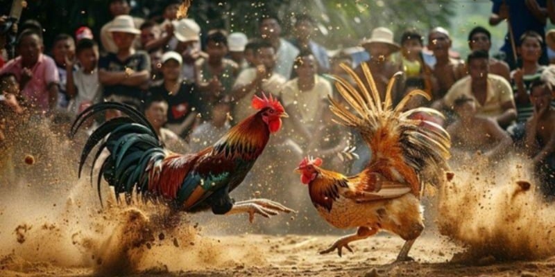 Đá gà Thomo Ko66 có đa dạng cửa cược